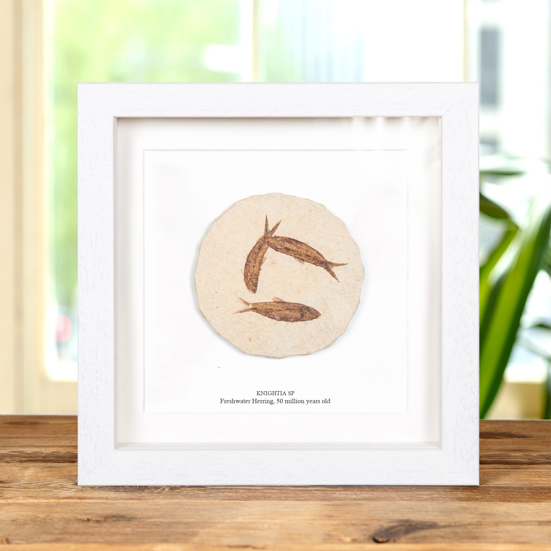 Triple Freshwater Herring Fossil In Box Frame (Knightia sp)