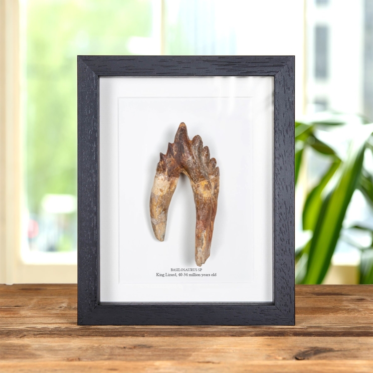 4.65 Inch King Lizard Rooted Tooth Fossil In Box Frame (Basilosaurus)