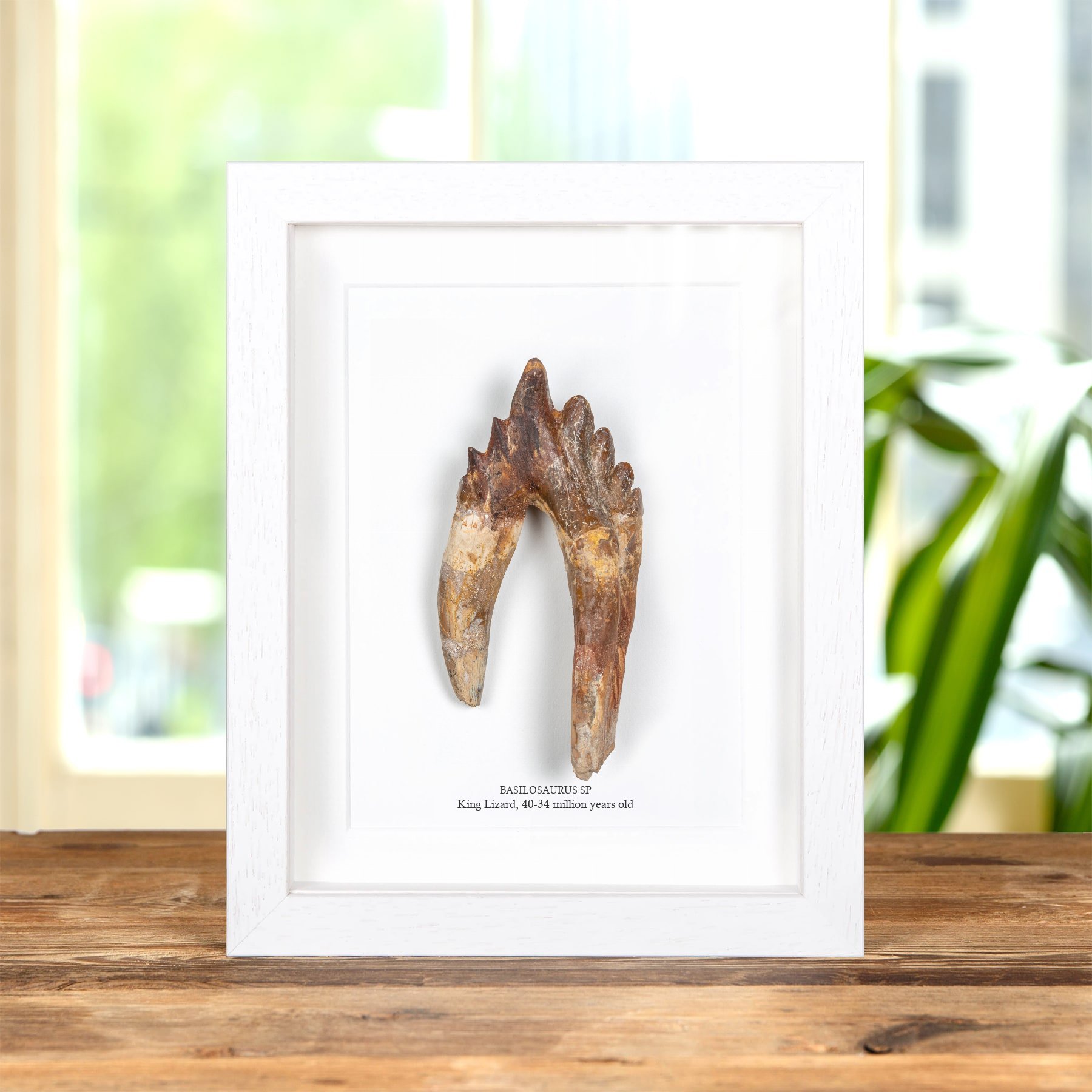 4.65 Inch King Lizard Rooted Tooth Fossil In Box Frame (Basilosaurus) 4.65 Inch King Lizard Rooted Tooth Fossil In Box Frame (Basilosaurus)