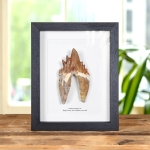 Minibeast 4.55 Inch King Lizard Rooted Tooth Fossil In Box Frame (Basilosaurus)