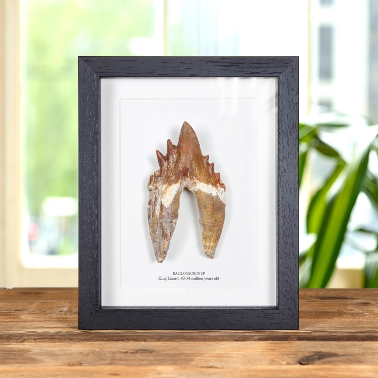 4.55 Inch King Lizard Rooted Tooth Fossil In Box Frame (Basilosaurus)