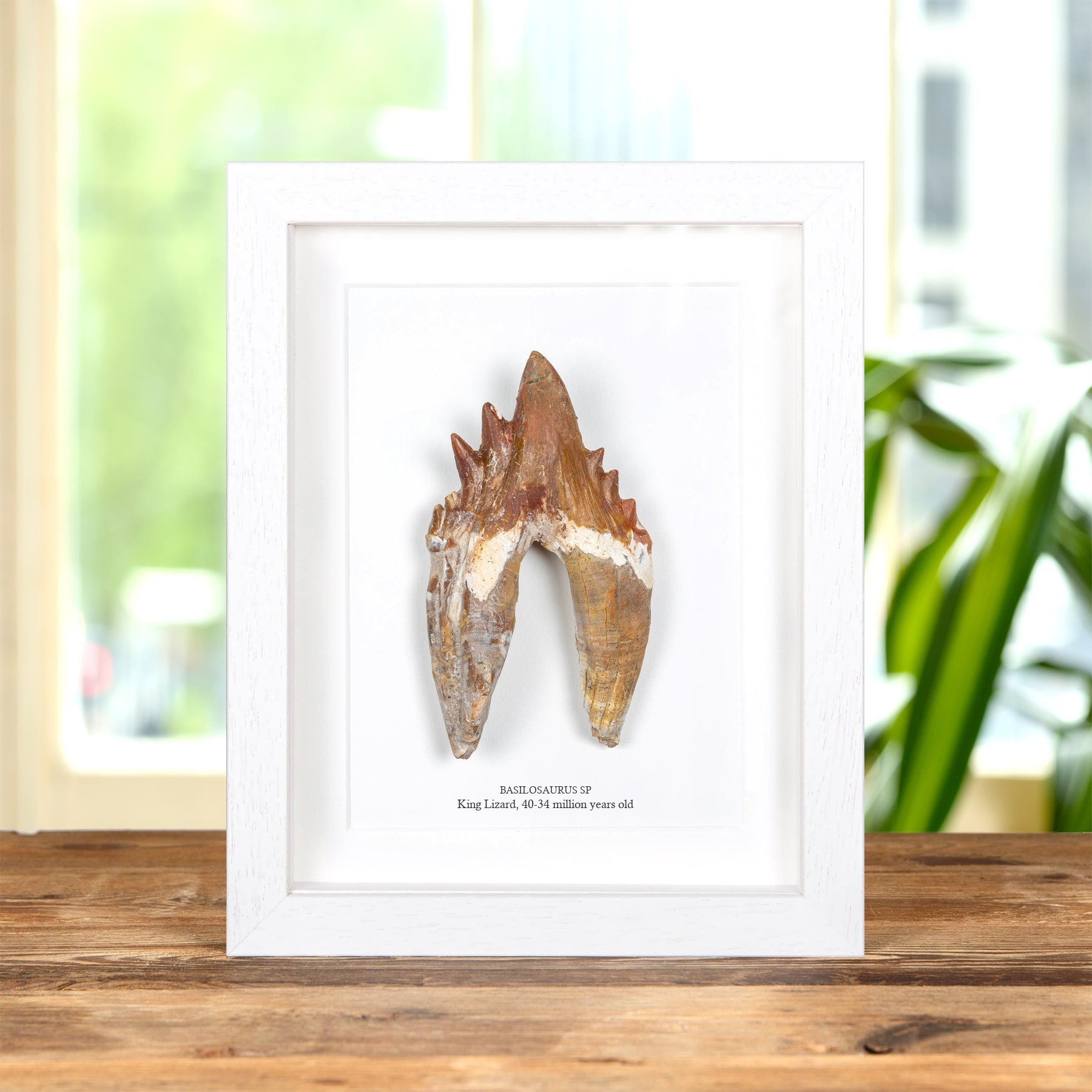 4.55 Inch King Lizard Rooted Tooth Fossil In Box Frame (Basilosaurus)