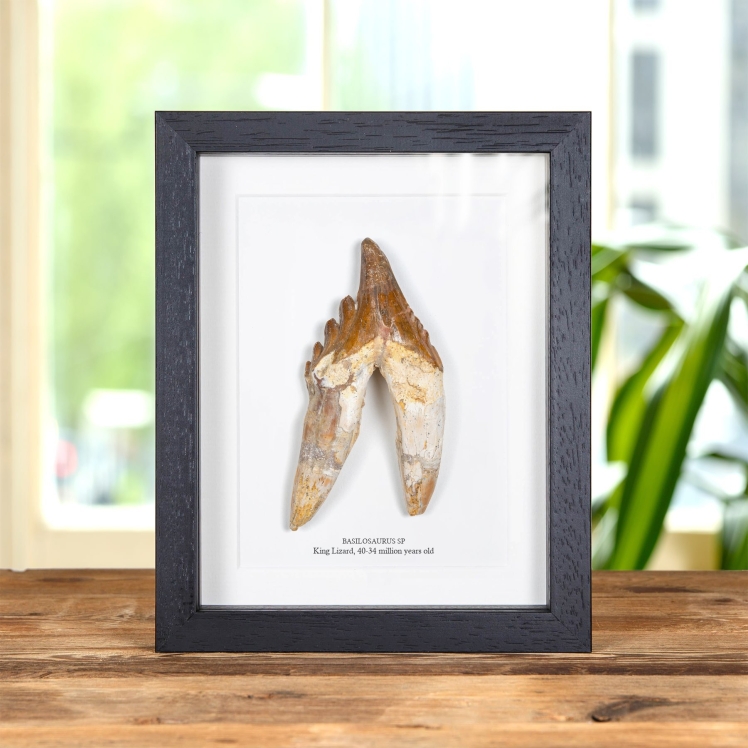 4.98 Inch King Lizard Rooted Tooth Fossil In Box Frame (Basilosaurus)