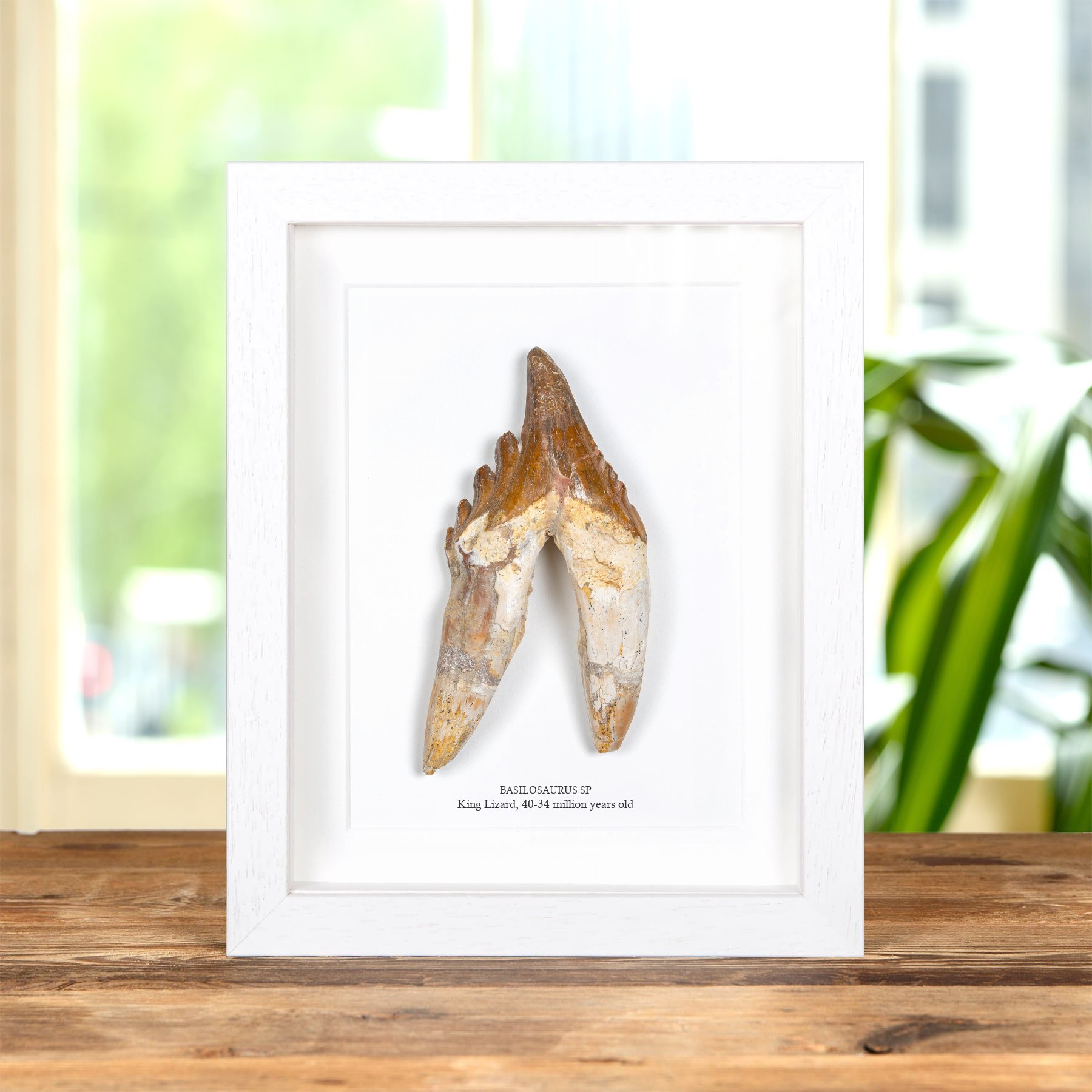 4.98 Inch King Lizard Rooted Tooth Fossil In Box Frame (Basilosaurus)