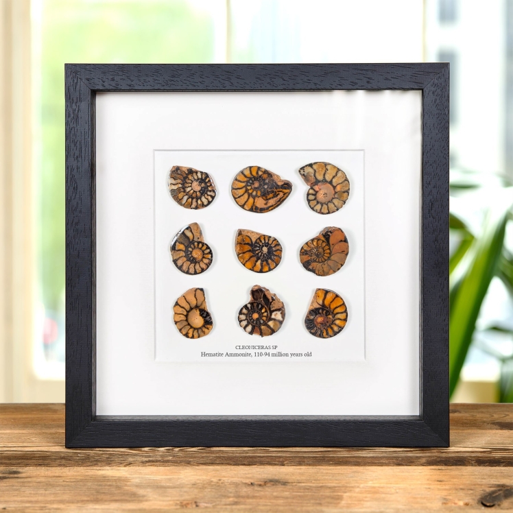 Hematite Ammonite Fossil Mosaic In Box Frame (Cleoniceras sp)