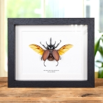 Minibeast Beccarii Beetle In Box Frame (Beckius beccarii koletta)