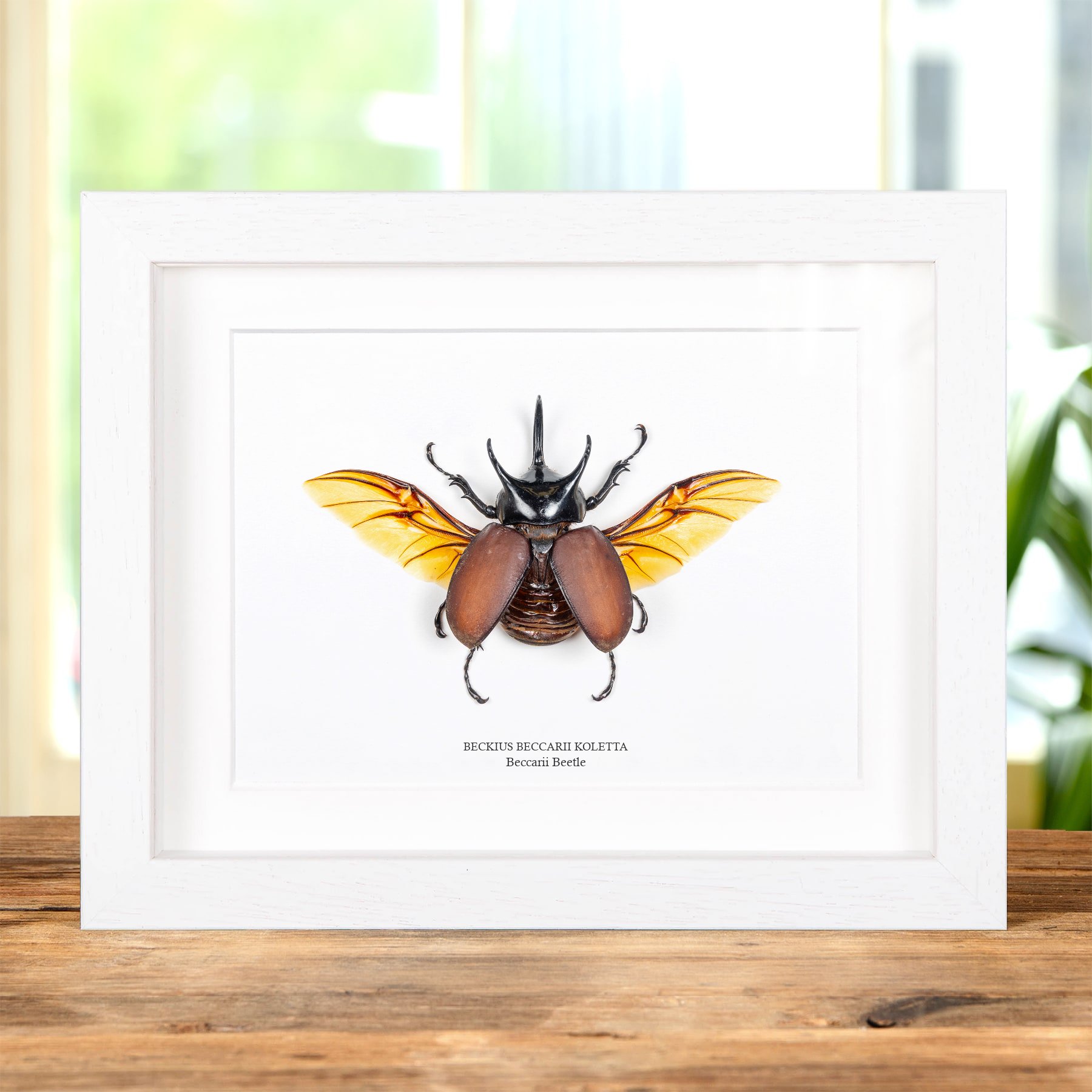 Beccarii Beetle In Box Frame (Beckius beccarii koletta)