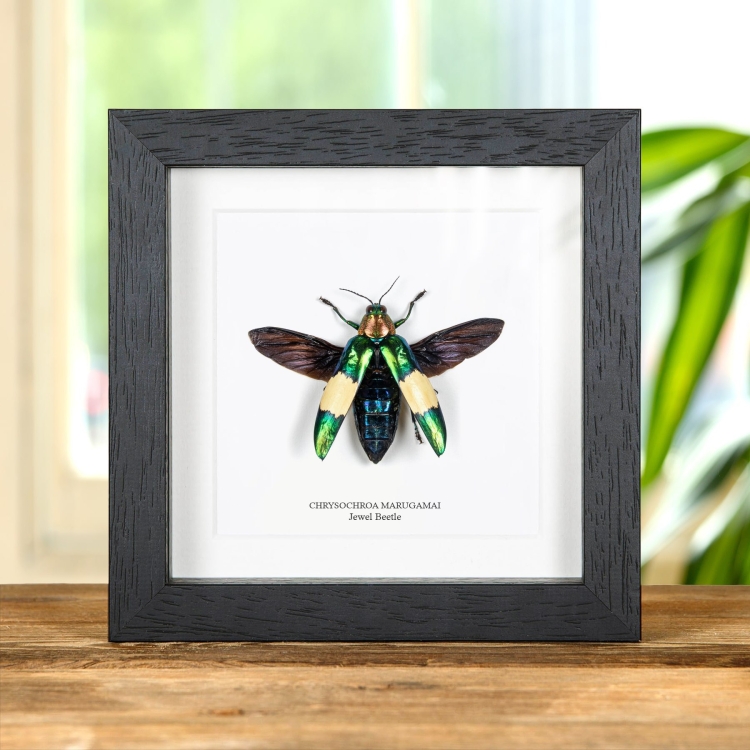 Jewel Beetle In Box Frame (Chrysochroa marugamai)
