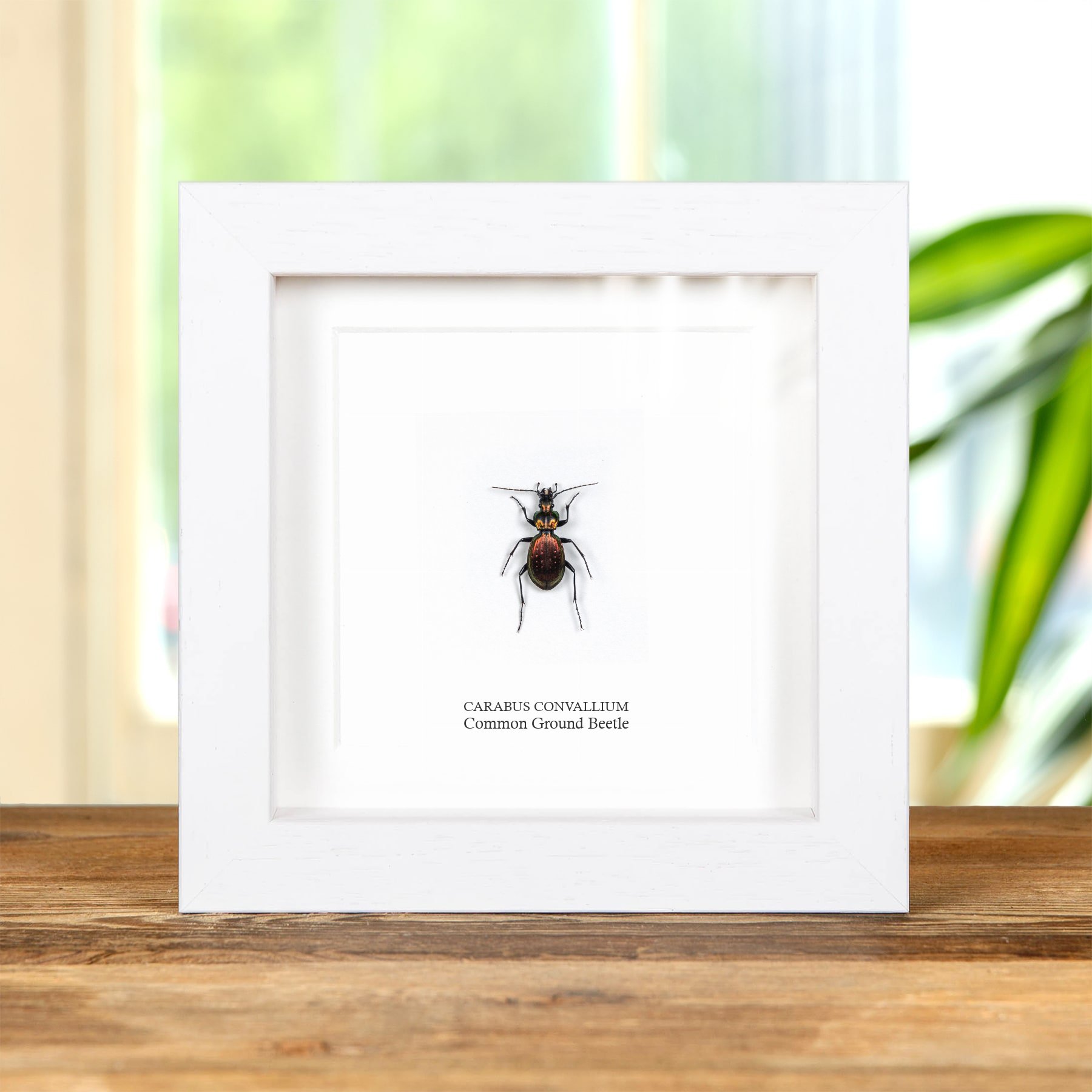 Common Ground Beetle In Box Frame (Carabus convallium)