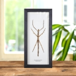 Minibeast Large Stick Insect In Box Frame (Tirachoidea westwoodi)