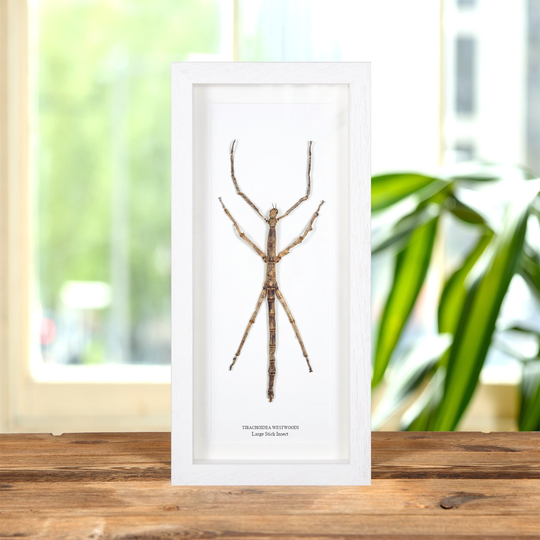 Large Stick Insect In Box Frame (Tirachoidea westwoodi) Large Stick Insect In Box Frame (Tirachoidea westwoodi)