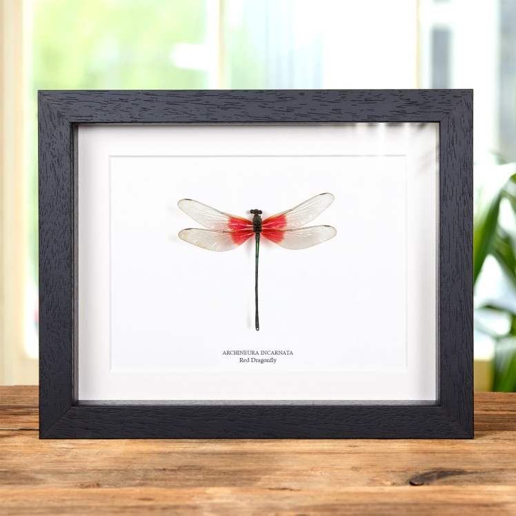 Rare Chinese Red Dragonfly In Box Frame (Archineura incarnata)