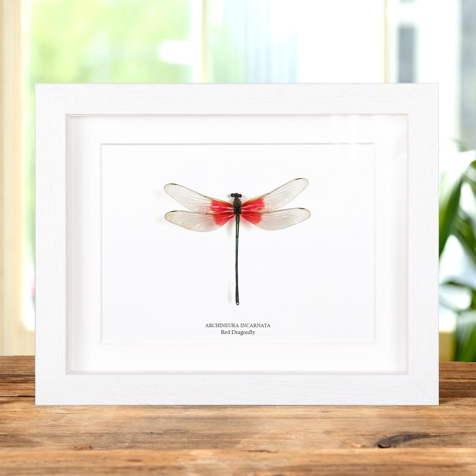 Rare Chinese Red Dragonfly In Box Frame (Archineura incarnata)