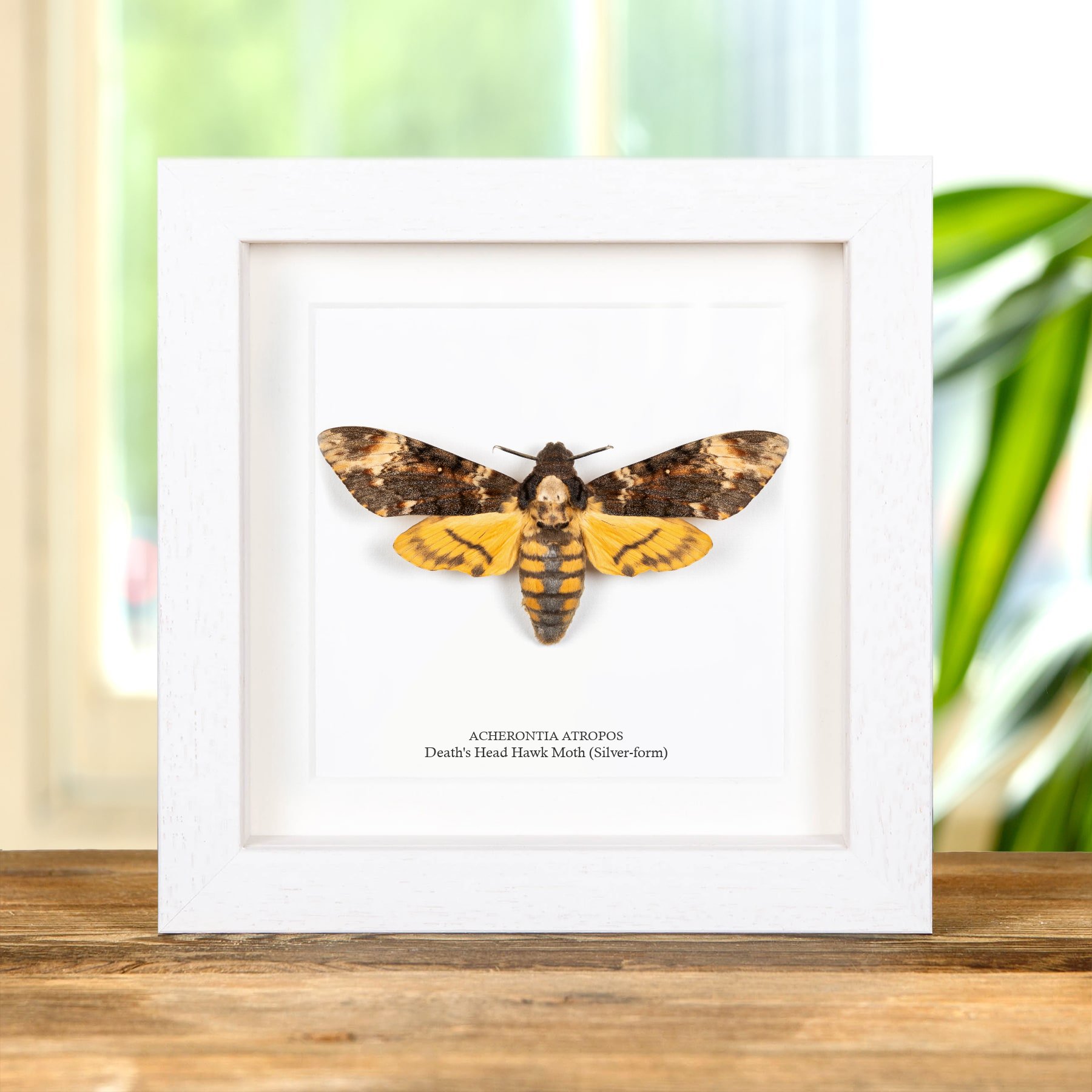 Death's Head Hawk Moth Silver-form (Acherontia atropos)