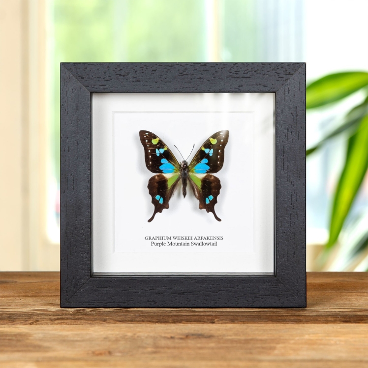 Purple Mountain Swallowtail Butterfly, Blue-form In Box Frame (Graphium weiskei arfakensis)