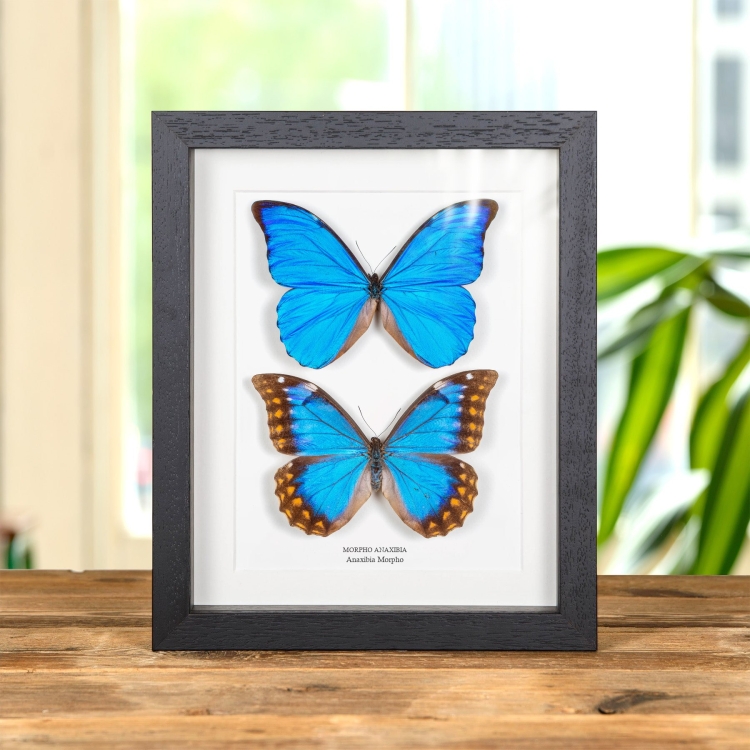 Anaxibia Morpho Butterfly Male & Female Pair In Box Frame (Morpho anaxibia)