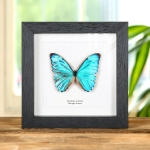 Minibeast Aurora Morpho Butterfly In Box Frame (Morpho aurora)