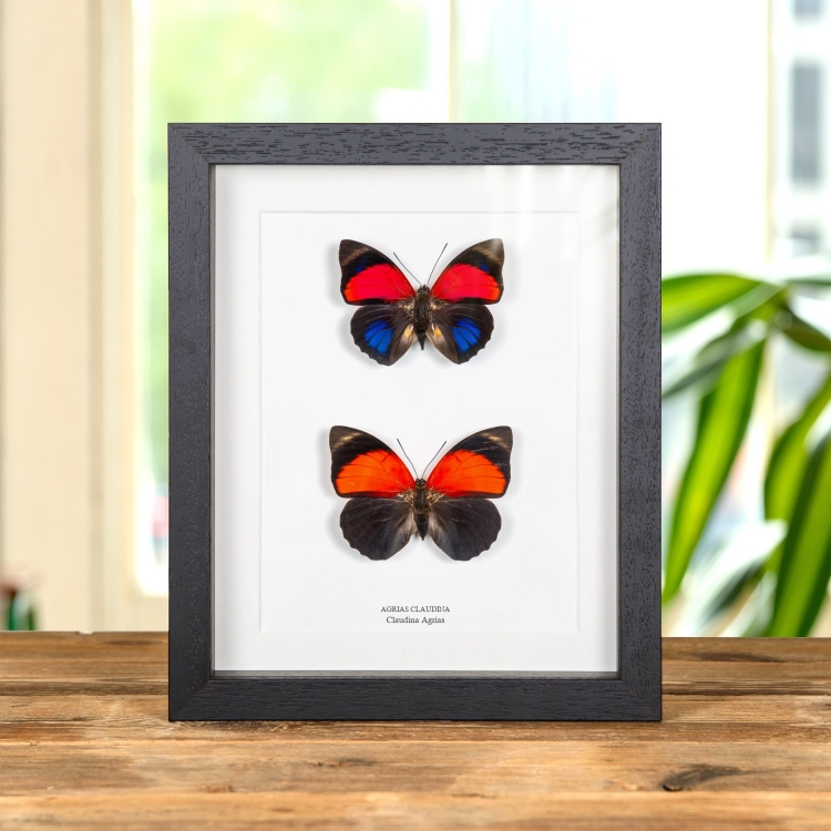 Claudina Agrias Butterfly Male & Female Pair In Box Frame (Agrias claudina)