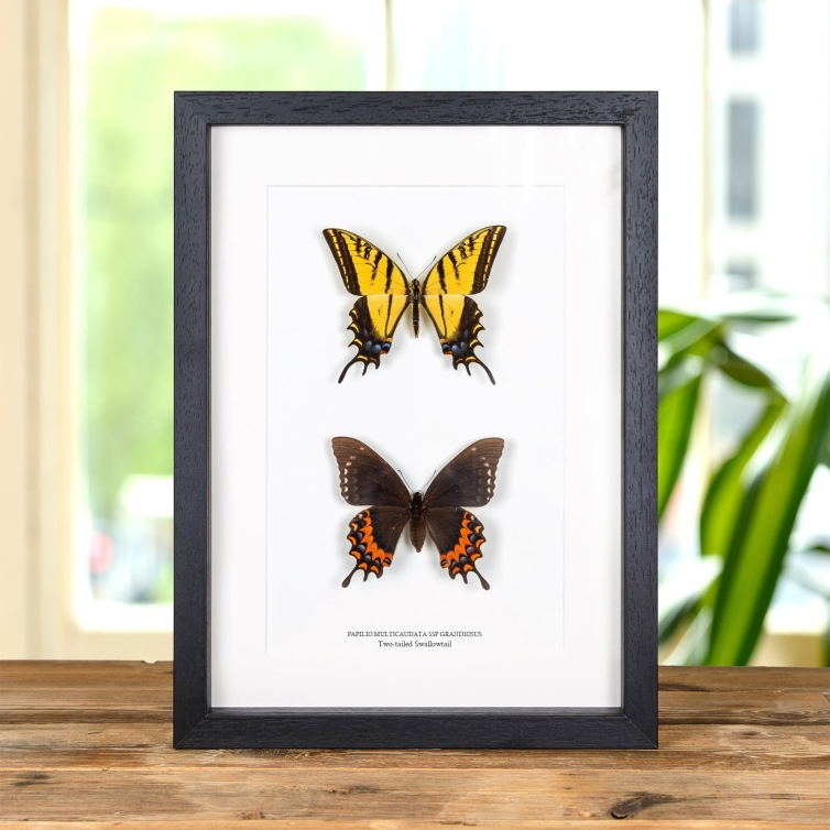 Two-tailed Swallowtail Butterfly Male & Female Pair In Box Frame (Papilio multicaudata ssp grandiosus)