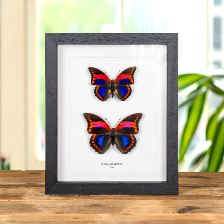 Prepona praeneste Butterfly Male & Female Pair from Peru In Box Frame
