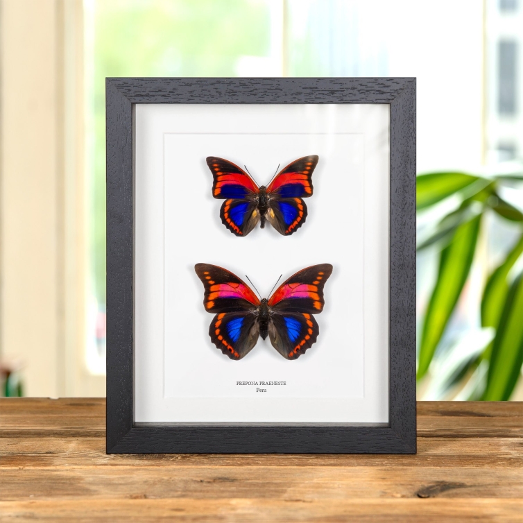Prepona praeneste Butterfly Male & Female Pair from Peru In Box Frame