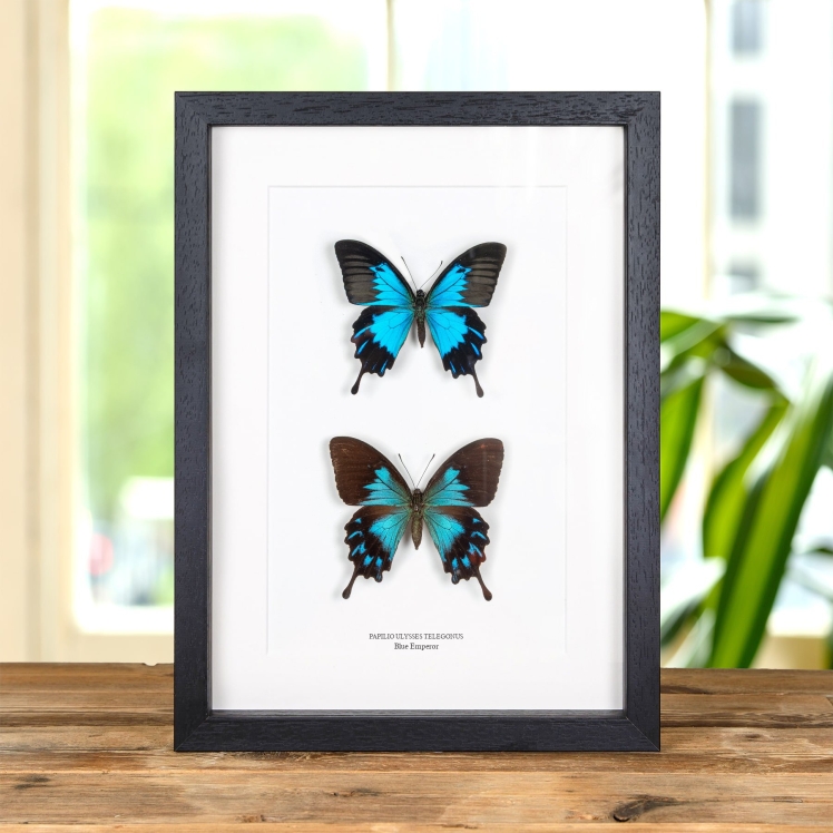 Blue Emperor Butterfly Male & Female Pair In Box Frame (Papilio ulysses telegonus)