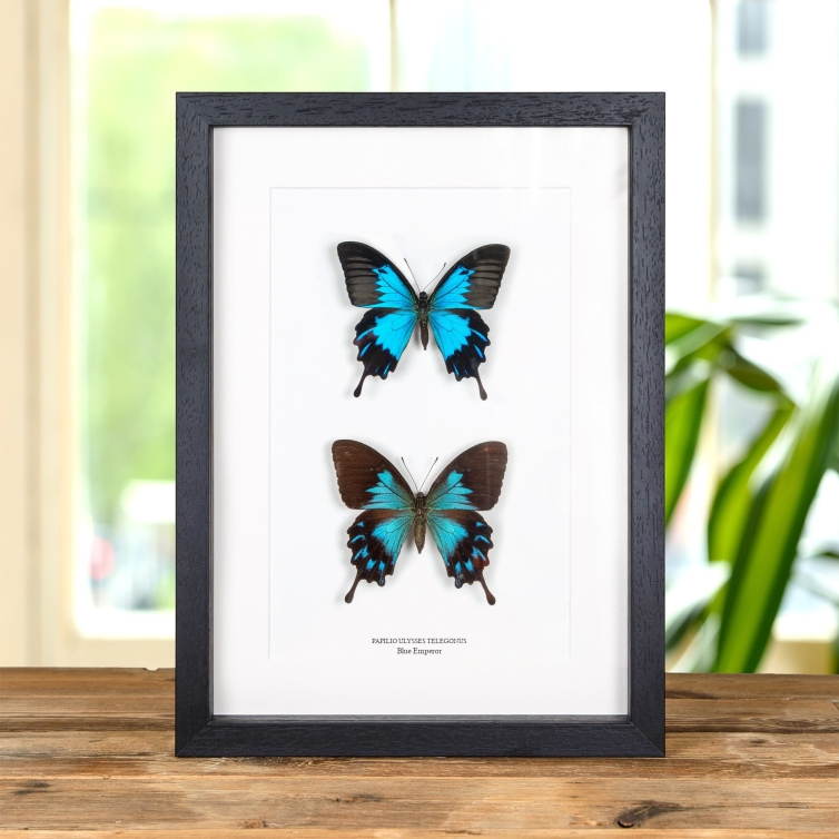 Blue Emperor Butterfly Male & Female Pair In Box Frame (Papilio ulysses telegonus)