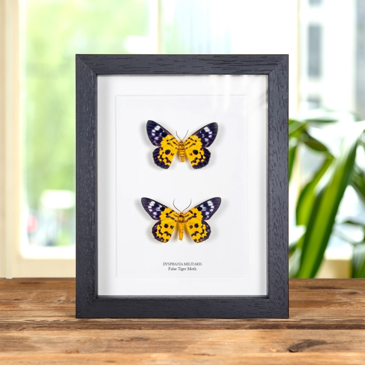 False Tiger Moth Male & Female Pair In Box Frame (Dysphania militaris)