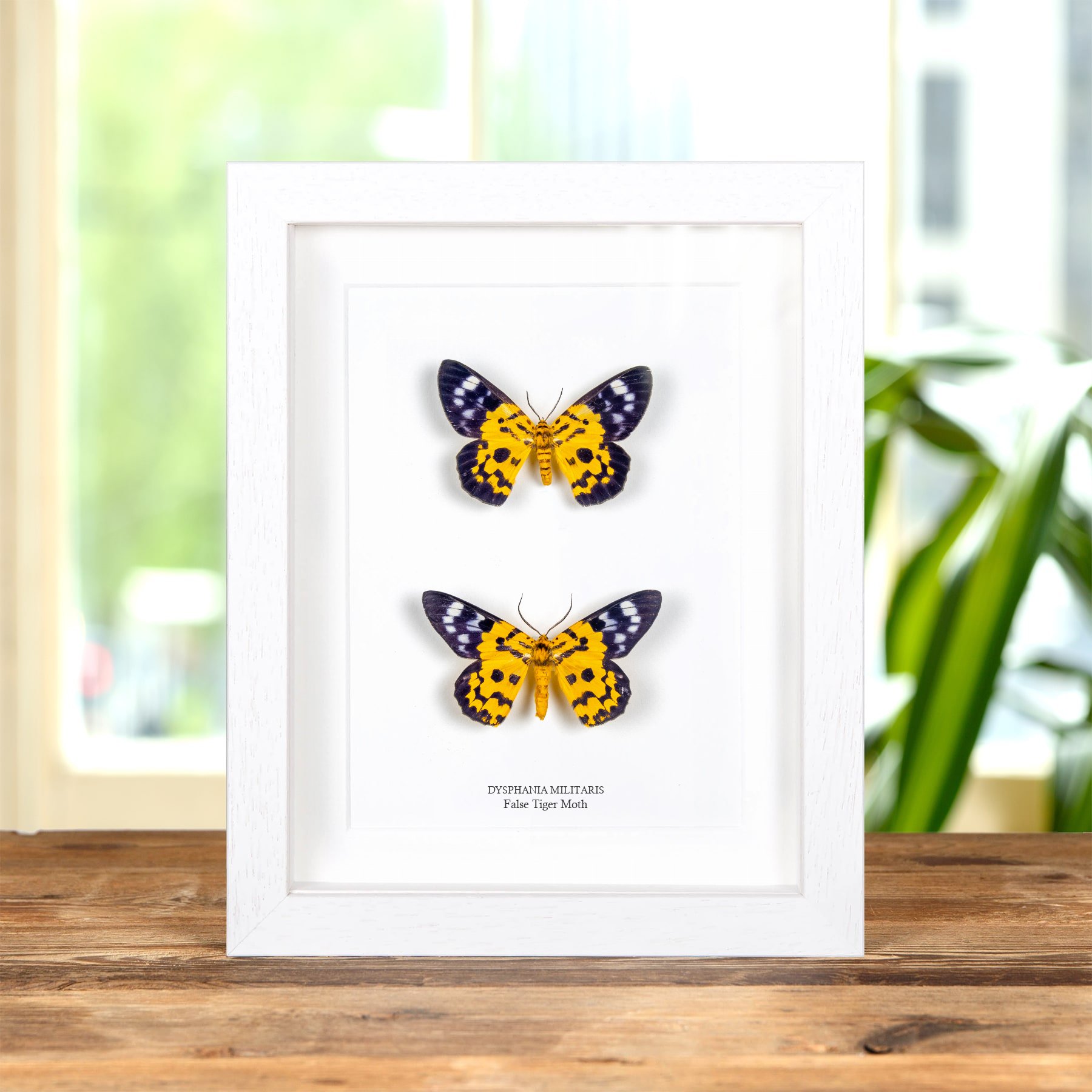False Tiger Moth Male & Female Pair In Box Frame (Dysphania militaris)