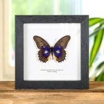 Minibeast Violet Lacewing Butterfly In Box Frame (Cethosia myrina melancholica)