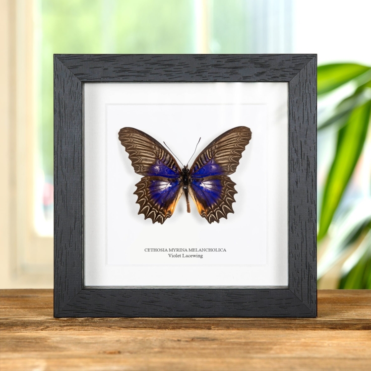 Violet Lacewing Butterfly In Box Frame (Cethosia myrina melancholica)