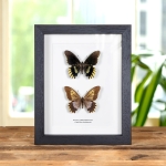 Minibeast Gold Rim Swallowtail Butterfly Male & Female Pair In Box Frame (Battus streckerianus)