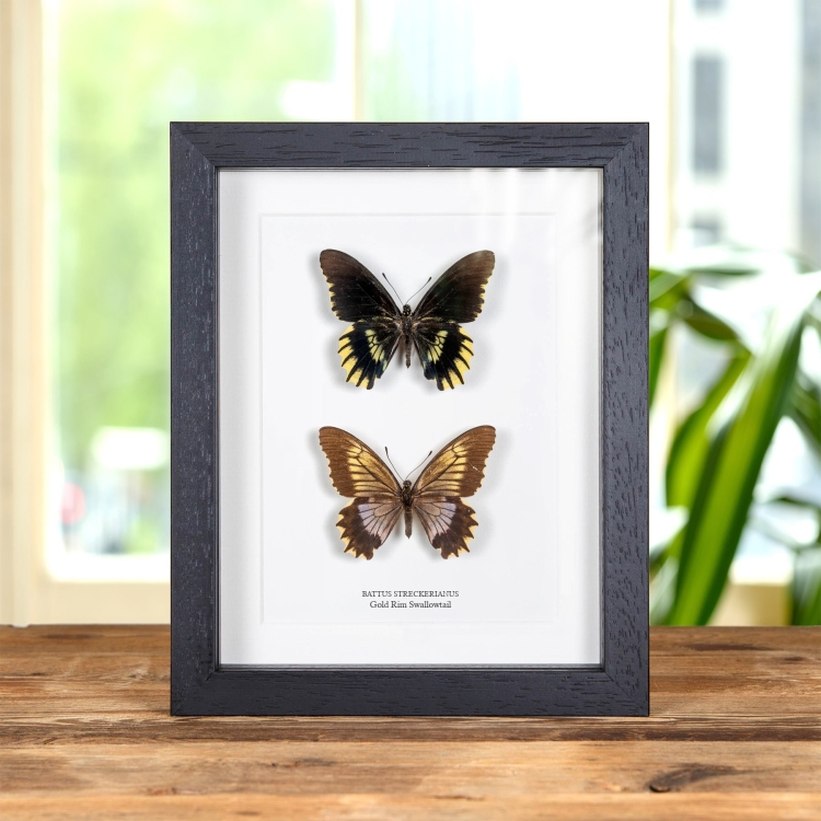 Gold Rim Swallowtail Butterfly Male & Female Pair In Box Frame (Battus streckerianus)