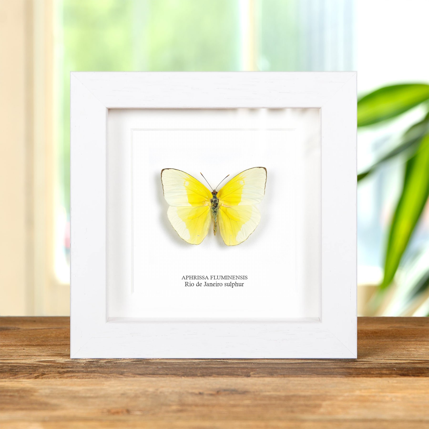 Rio de Janeiro sulphur Butterfly In Box Frame (Aphrissa fluminensis)