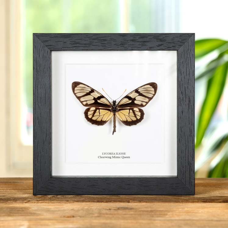 Clearwing Mimic Queen Butterfly In Box Frame (Lycorea ilione)