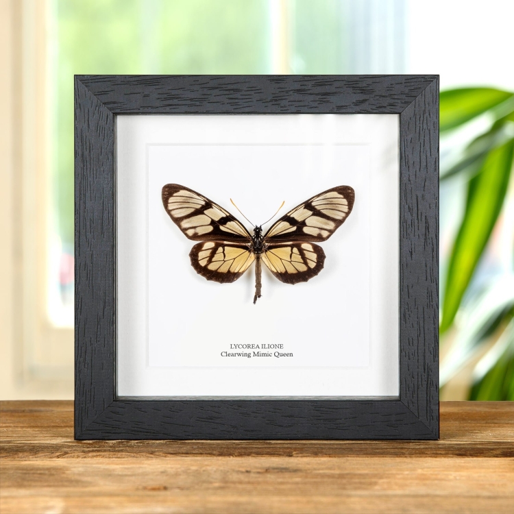 Clearwing Mimic Queen Butterfly In Box Frame (Lycorea ilione)