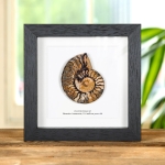 Minibeast Rare Hematite Ammonite In Box Frame (Cleoniceras sp)