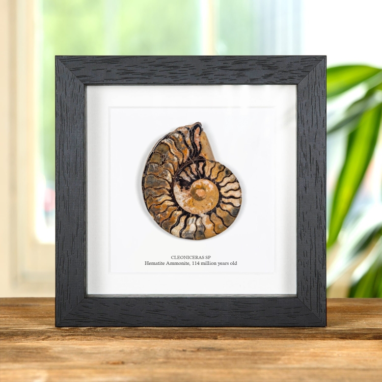 Rare Hematite Ammonite In Box Frame (Cleoniceras sp)