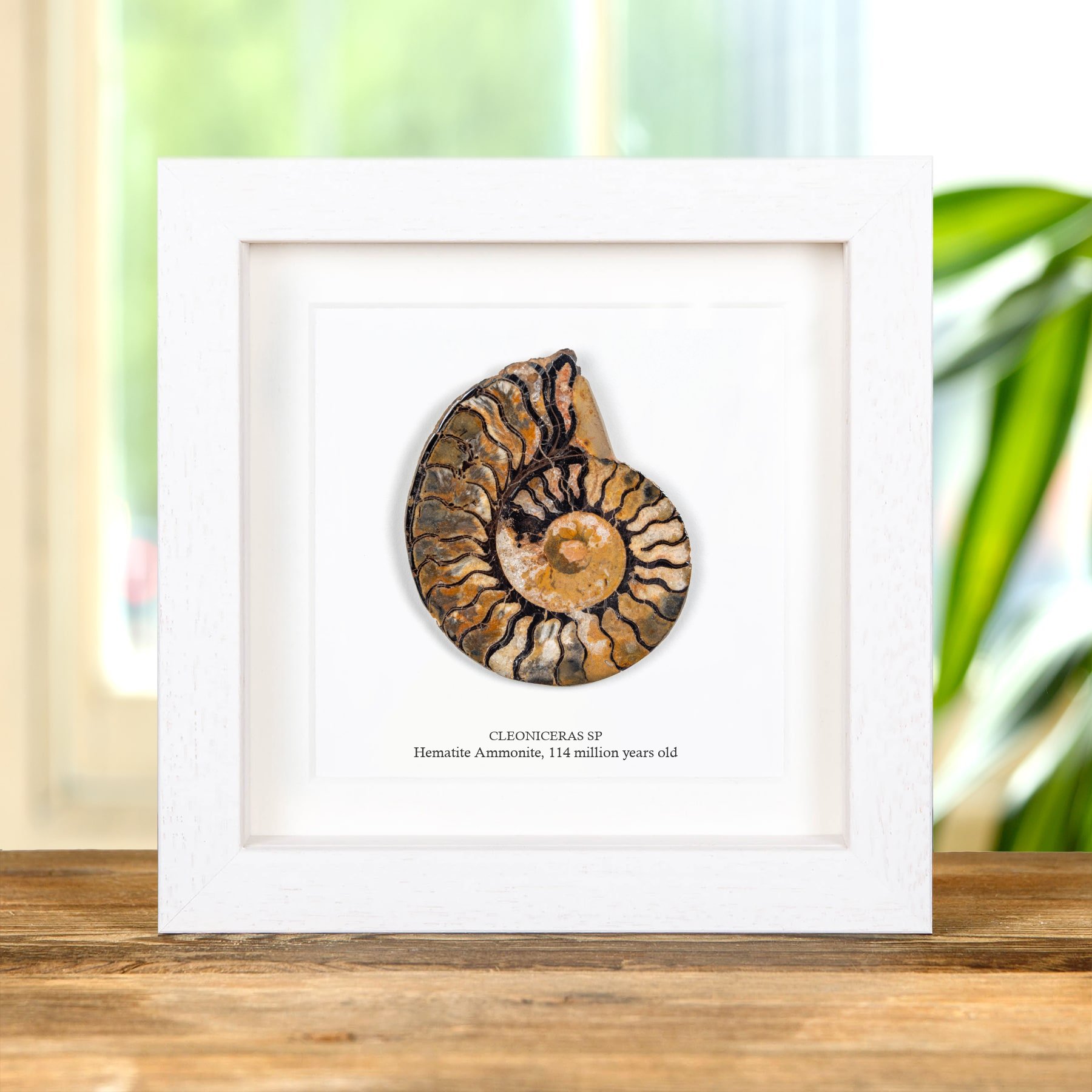 Rare Hematite Ammonite In Box Frame (Cleoniceras sp)