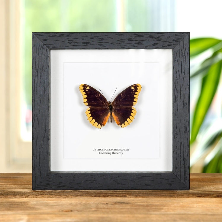 Rare Lacewing Butterfly In Box Frame (Cethosia leschenaultii)