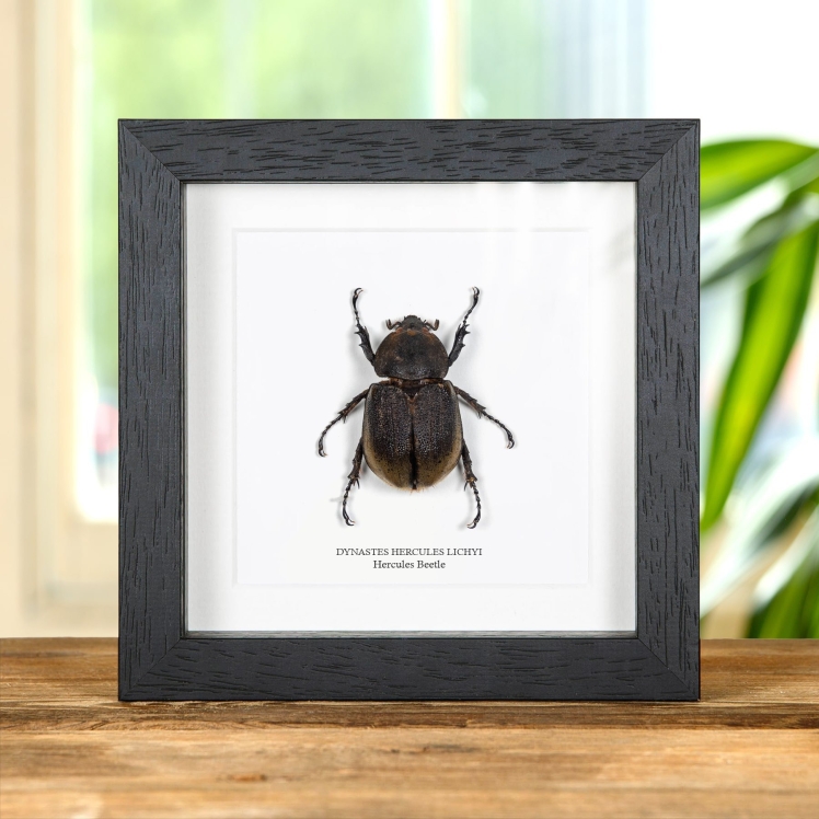 Female Hercules Beetle In Box Frame (Dynastes hercules lichyi)