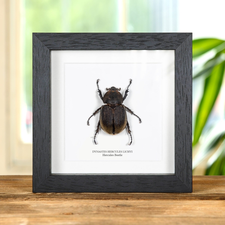 Female Hercules Beetle In Box Frame (Dynastes hercules lichyi)