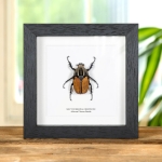 Minibeast Female African Flower Beetle In Box Frame (Mecynorrhina oberthuri)