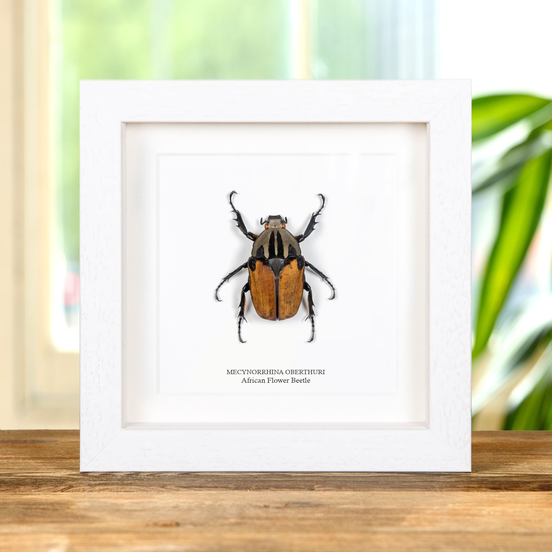 Female African Flower Beetle In Box Frame (Mecynorrhina oberthuri)