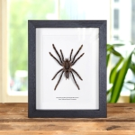 Minibeast Java Yellow-Kneed Tarantula Spider In Box Frame (Selenocosmia dolichoplectra)
