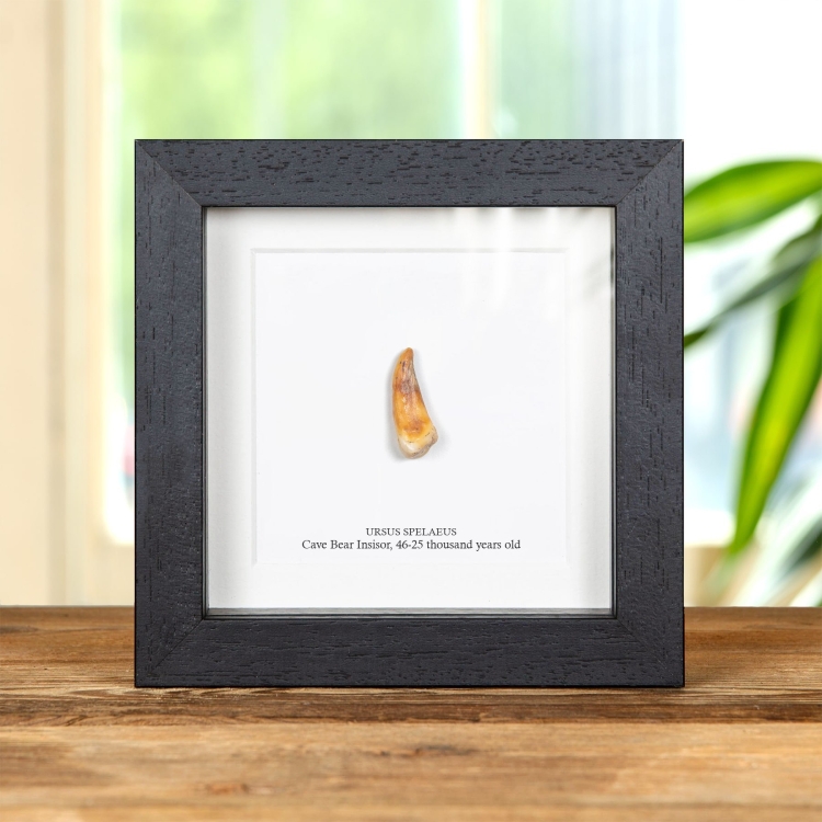 European Cave Bear Insisor Fossil In Box Frame (Ursus spelaeus)