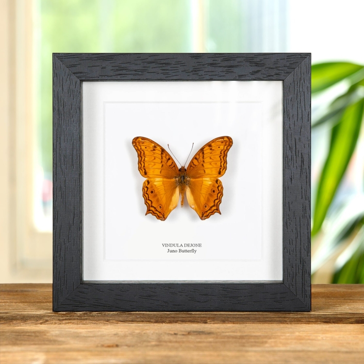 Juno Butterfly In Box Frame (Vindula dejone)