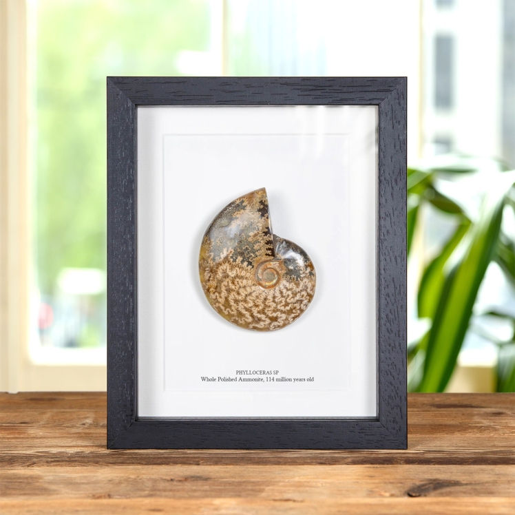 Whole Yellow Polished Ammonite Fossil In Box Frame (Phylloceras sp)