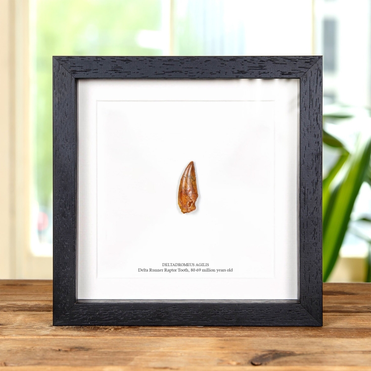 Delta Runner Raptor Dinosaur Tooth Fossil & Illustration in Box Frame (Deltadromeus agilis)