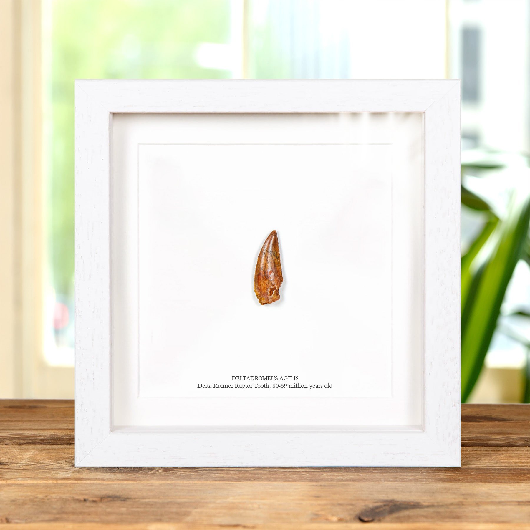 Minibeast Delta Runner Raptor Dinosaur Tooth Fossil & Illustration in Box Frame (Deltadromeus agilis)